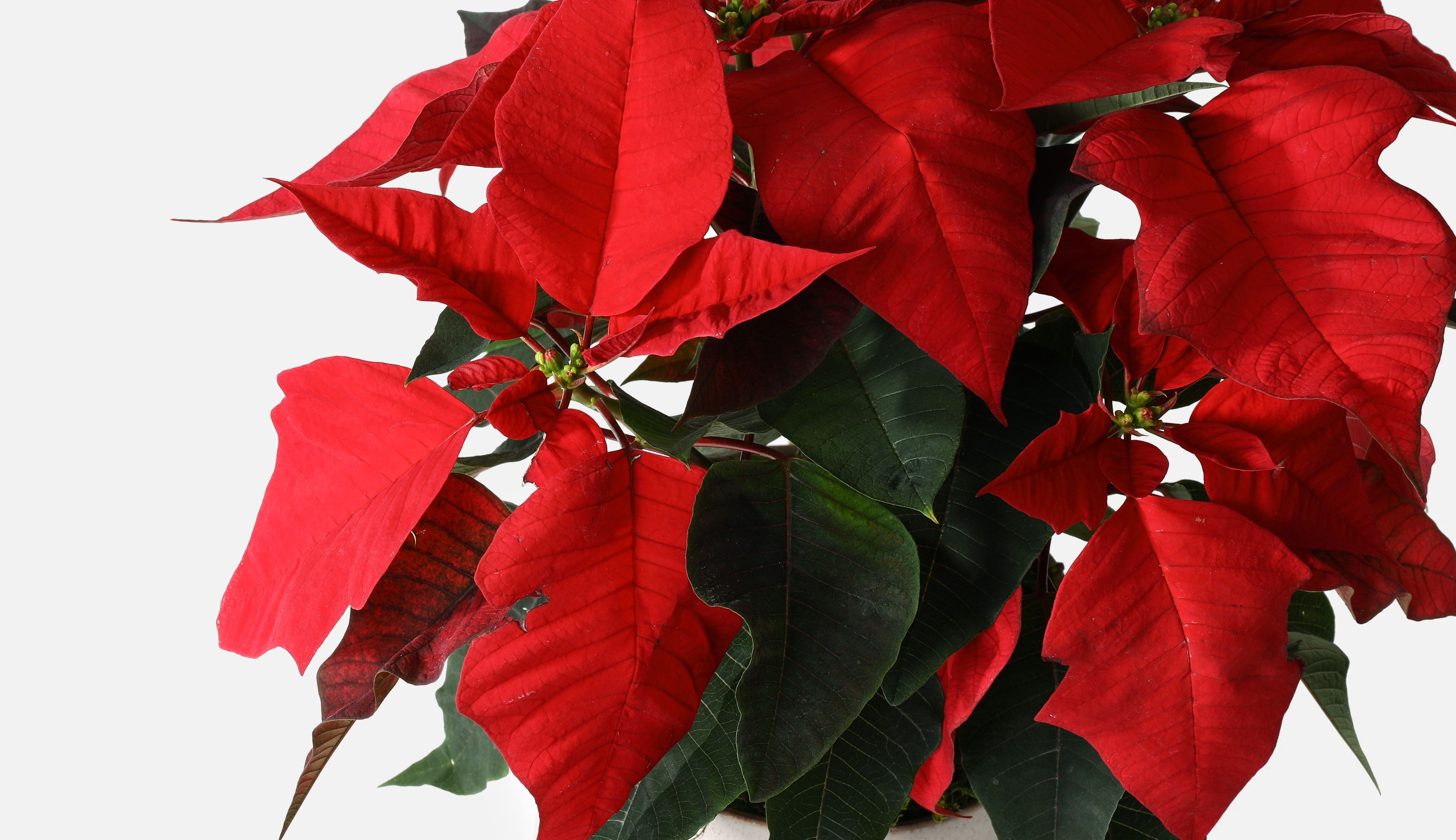 Close up of a Christmas poinsettia flower.