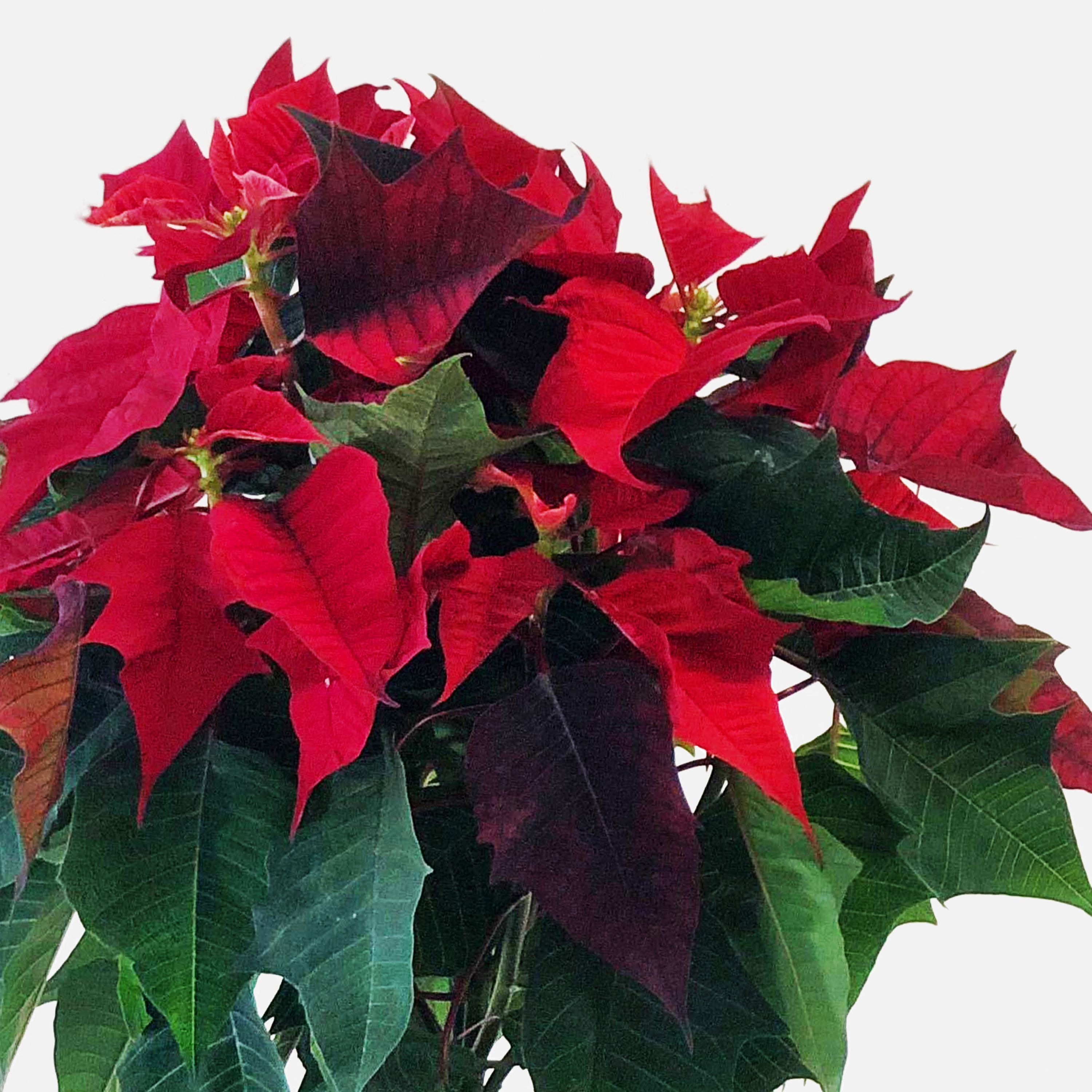 poinsettia-meaning-symbolism
