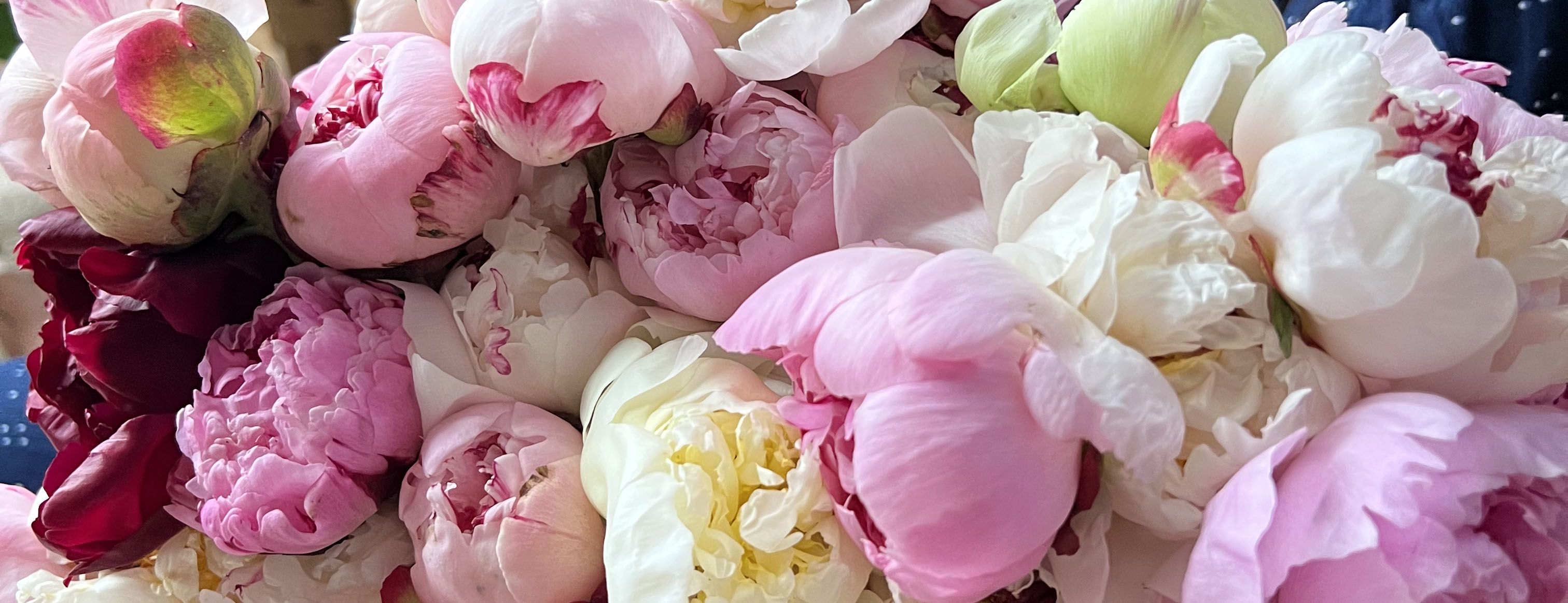 Close up of Mother's Day peonies available for next day delivery