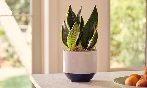 categoryAdPlantsSpring