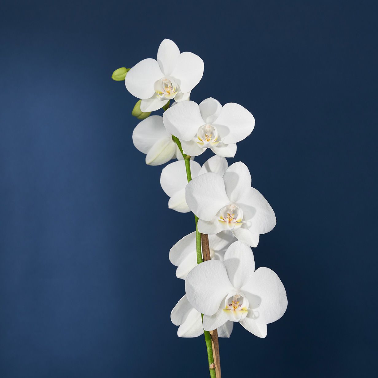 everything-you-need-to-know-orchids