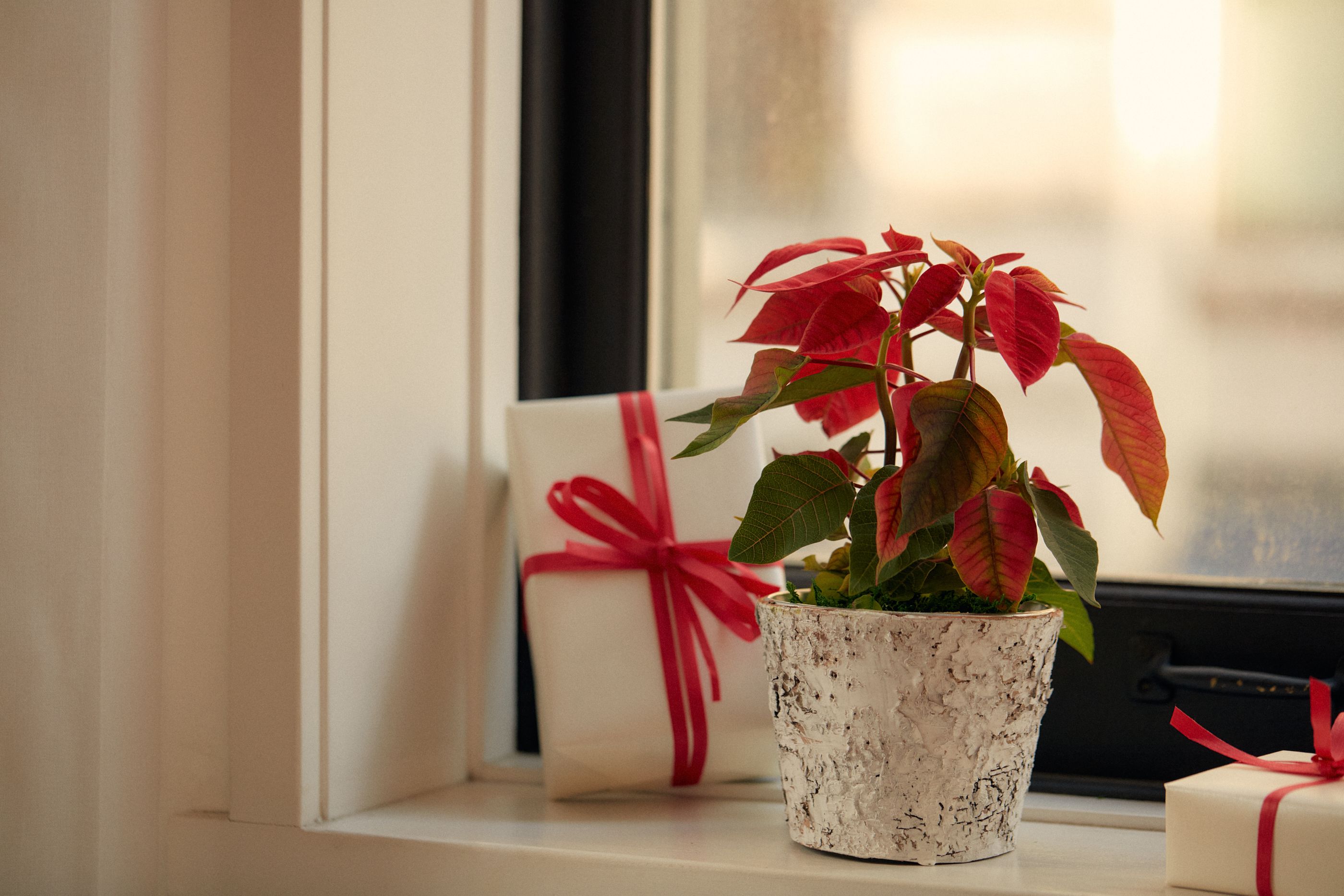 Lifestyle image of a Poinsettia plant and gift with red bow.