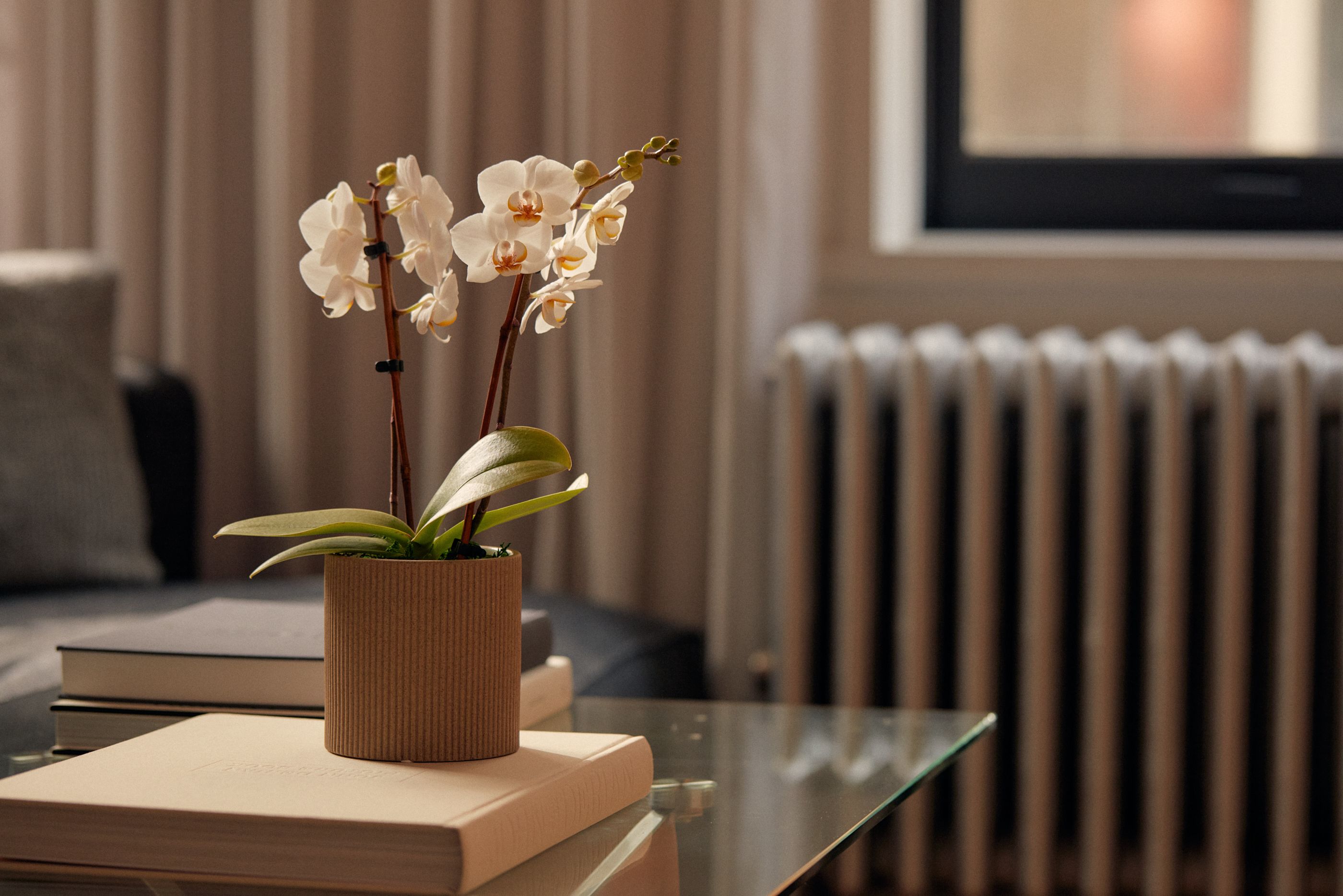 Close up of an orchid in an apartment in an urban setting.