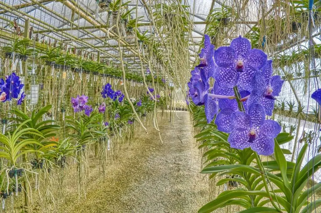 Close up of an orchid farm featuring a variety of orchids.