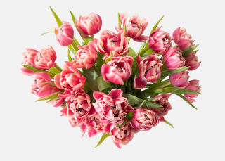Double The Dutch Tulips image number 1