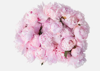 Triple The Peony image number 1