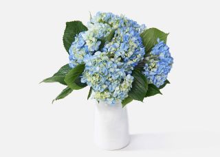 The Hydrangea image number 2