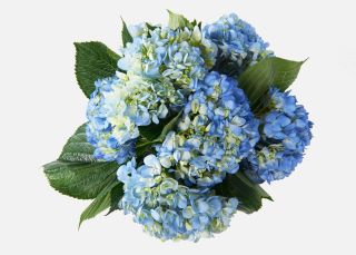 The Hydrangea image number 1