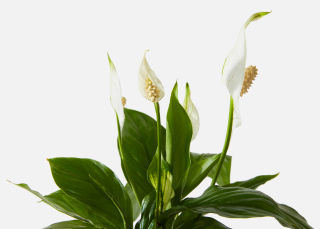 The Harmony image number 1