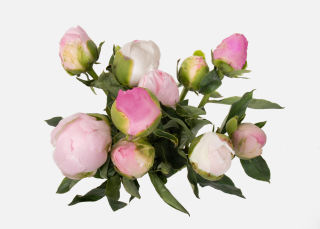 Triple The Grower's Choice Peony image number 3