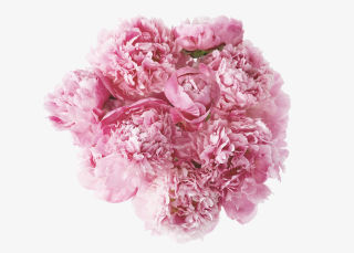 The Peony image number 1