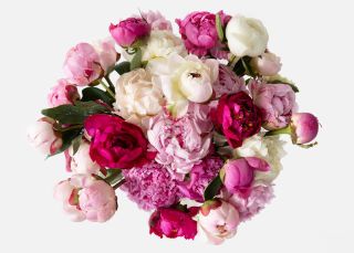 Triple The Grower's Choice Peony » Send Flower Bouquets | UrbanStems ...