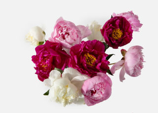The Peony Allure image number 1