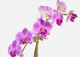 The Ambrosia Send Flower Bouquets Urbanstems Flower Delivery