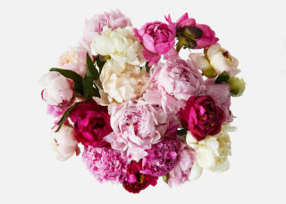 Double The Grower's Choice Peony » Send Flower Bouquets
