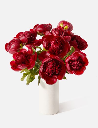 The Maraschino-FLRL-K-10031