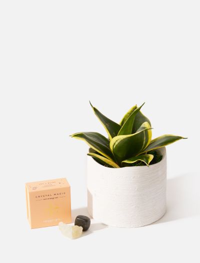 The Mystic-NF-K-10030