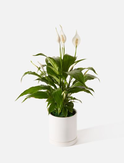 The Serenity-NF-K-10027