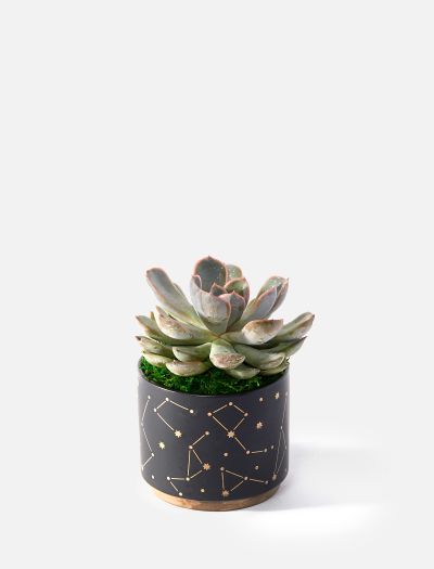 Dress up your plants and succulents in pretty pots today! Opening sales for  our newly launched online store. Do DM us or head over to our…