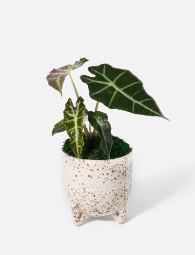 The Ollie-NF-K-00064