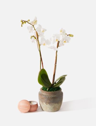 Petite Pink Orchid | Gifts & Plants for Delivery | The Sill