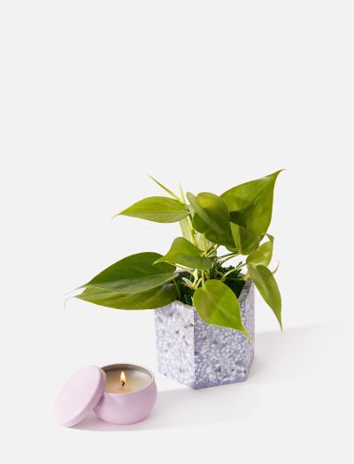 The Precious Two Plant Combo: Gift/Send Plants Gifts Online JVS1179267  |IGP.com