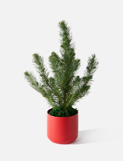 The Evergreen-NF-K-10049