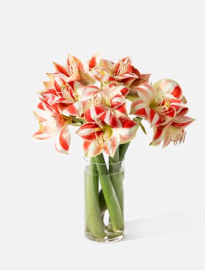 The Peppermint-FLRL-B-10072