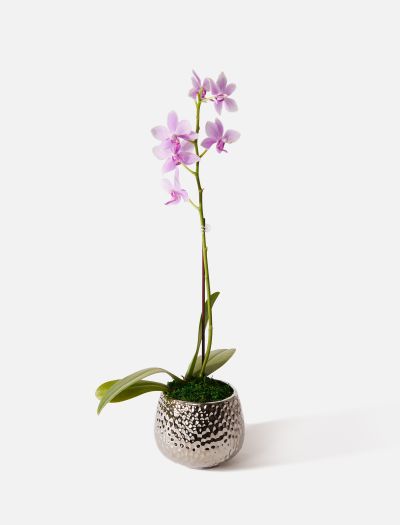 The Twinkle-NF-K-10032