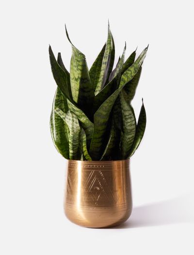 The Cairo-NF-K-00023