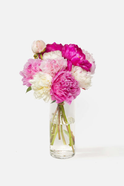 Order Peony Flowers Online Free Same Day Delivery Urbanstems
