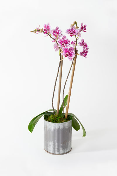send a plant for mother's day