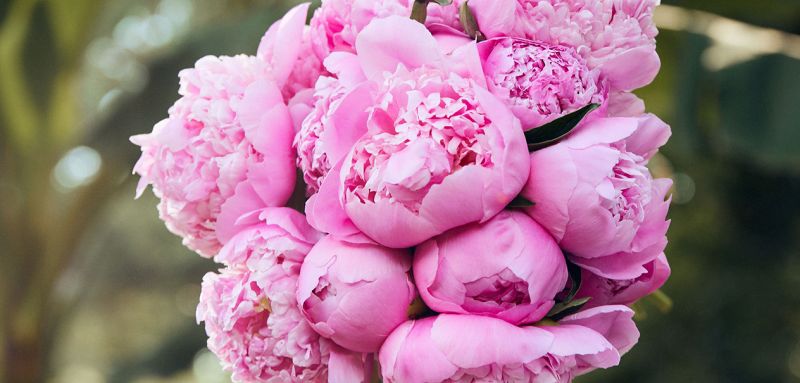 Single-Variety Peony Bouquets banner
