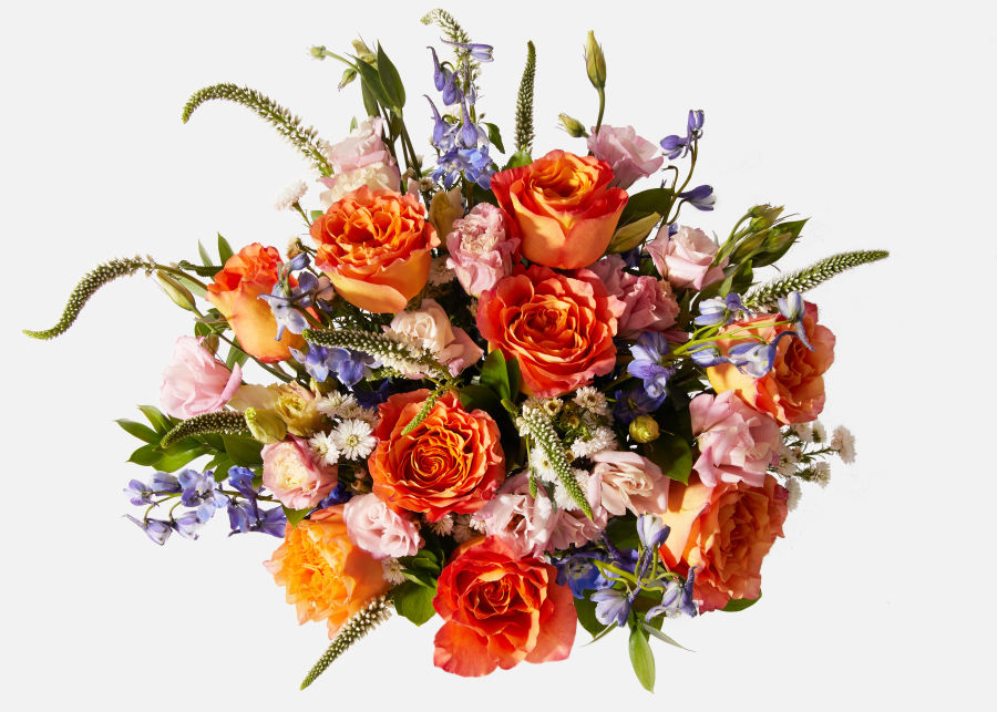 Featured Flower: Rose — Botanical Blitz