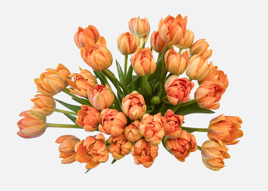 Full View of Triple The Autumn Tulips image number 1