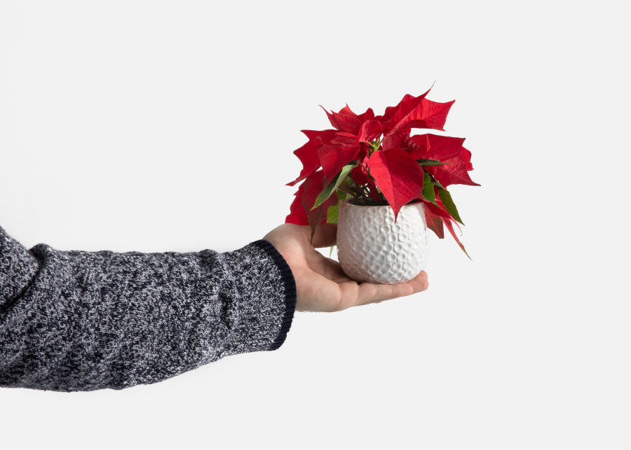 Full View of The Poinsettia image number 2