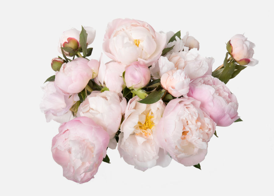 Full View of Double The Peony image number 2