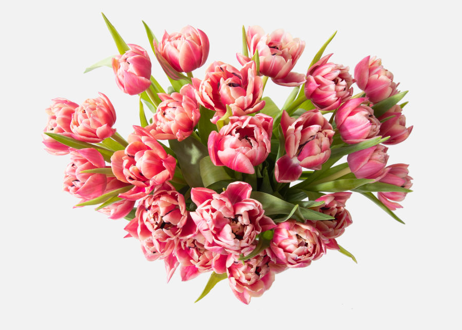 Full View of Double The Dutch Tulips image number 1