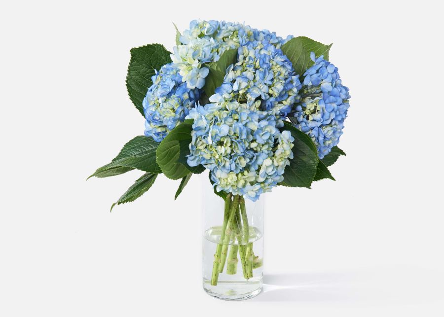 Full View of The Hydrangea image number 0