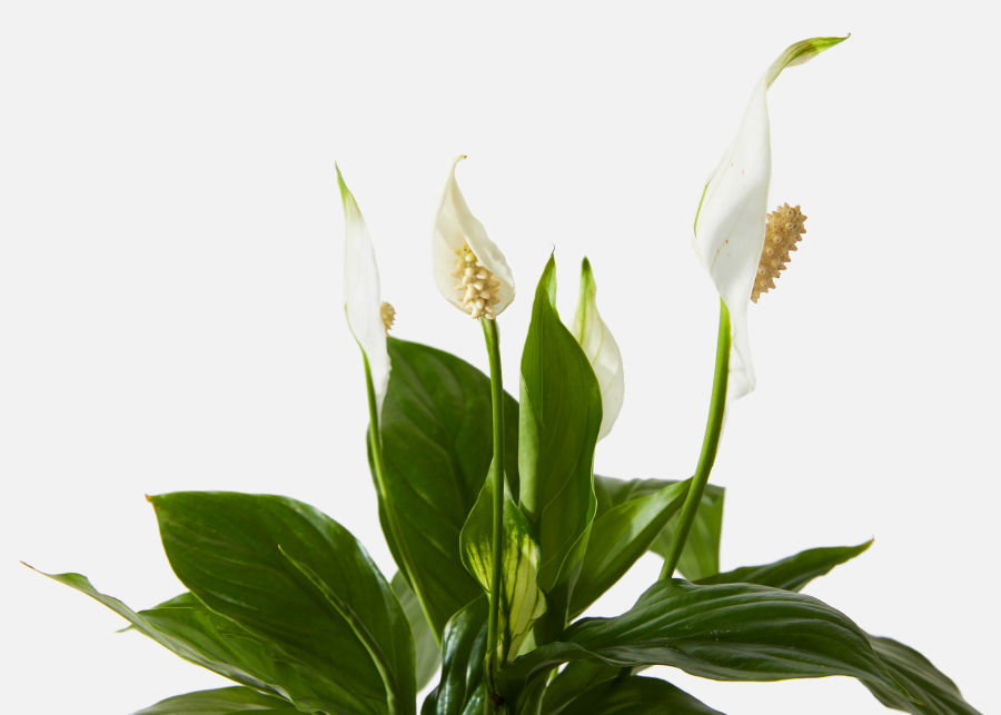 Full View of The Harmony image number 1