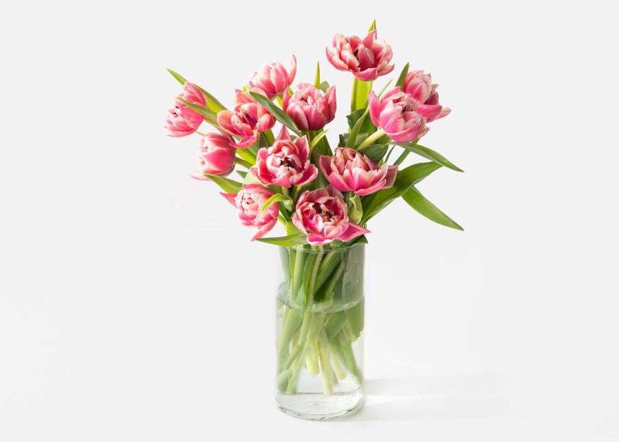 The Sweet Tulips » Send Flower Bouquets