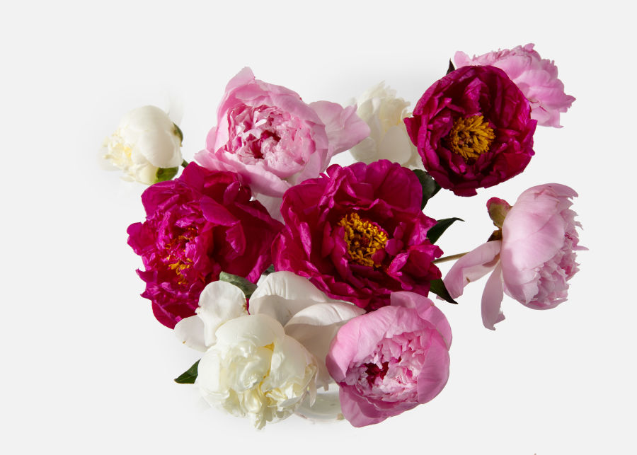 Full View of The Peony Allure image number 1