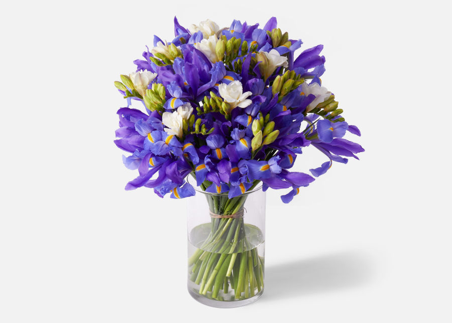 congratulations flowers- Irises Flowers