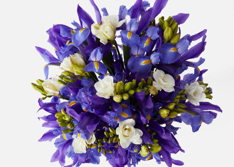 Double the Purple Iris » Send Flower Bouquets UrbanStems Flower Delivery