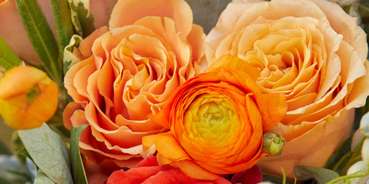 Ranunculus for Mother's Day