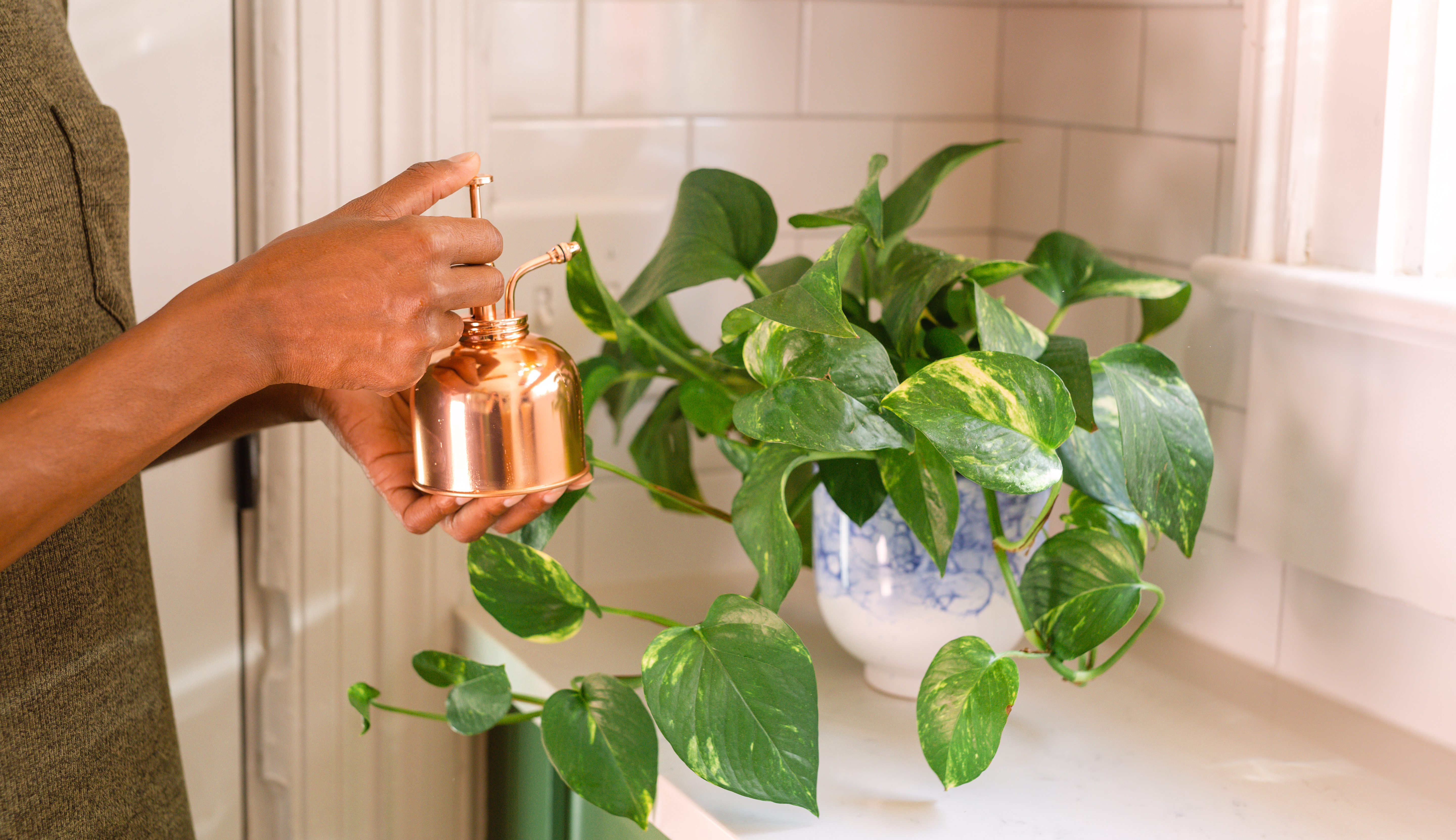 Hands with copper mister misting a pothos plant in a blue and white pot.
