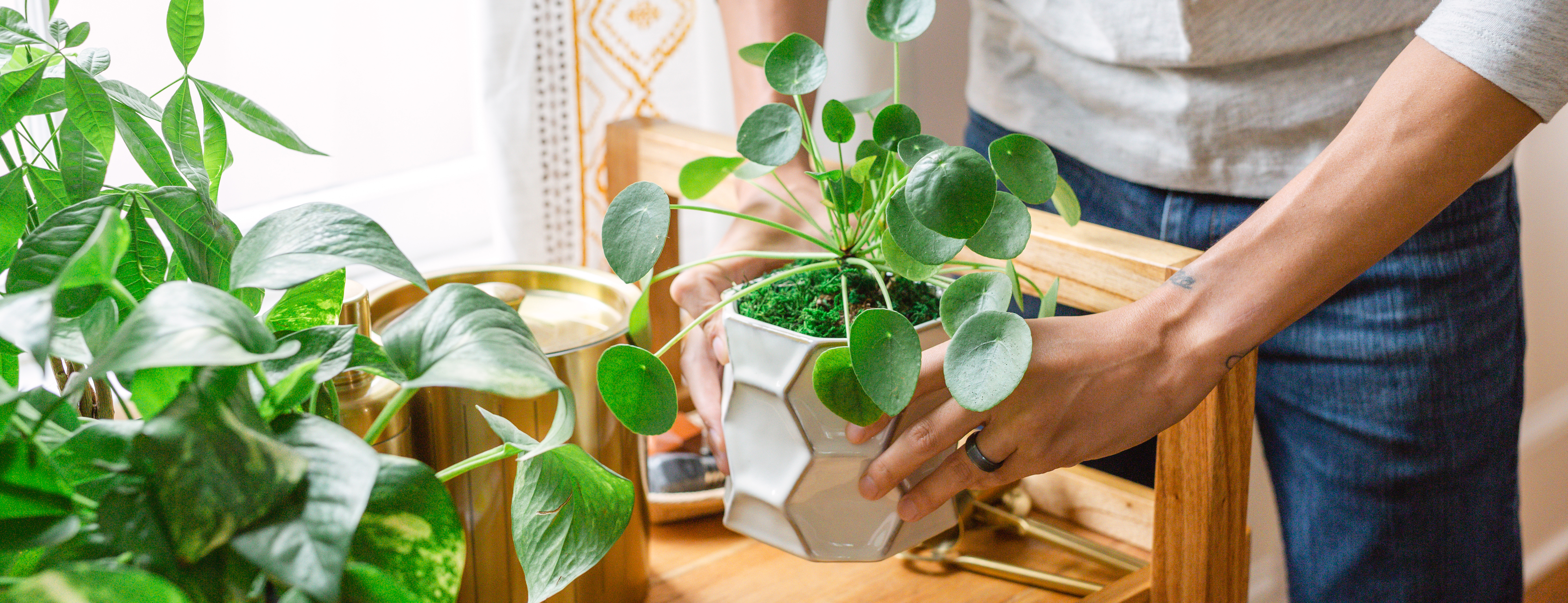 Hands and various indoor plants including a pothos plant and a pilea plant