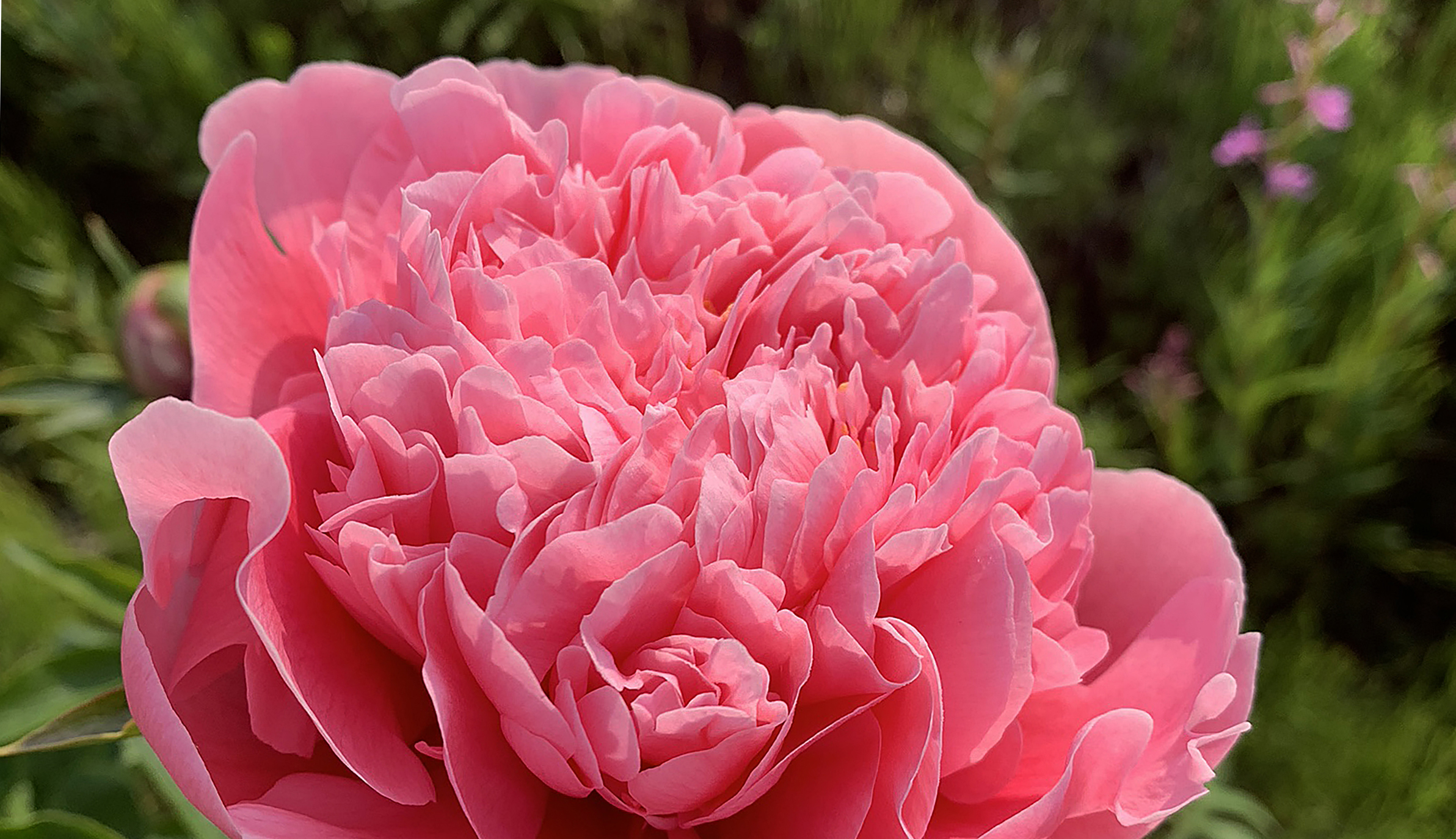 Close up shot of an Etched Salmon peony from Boreal Peonies.