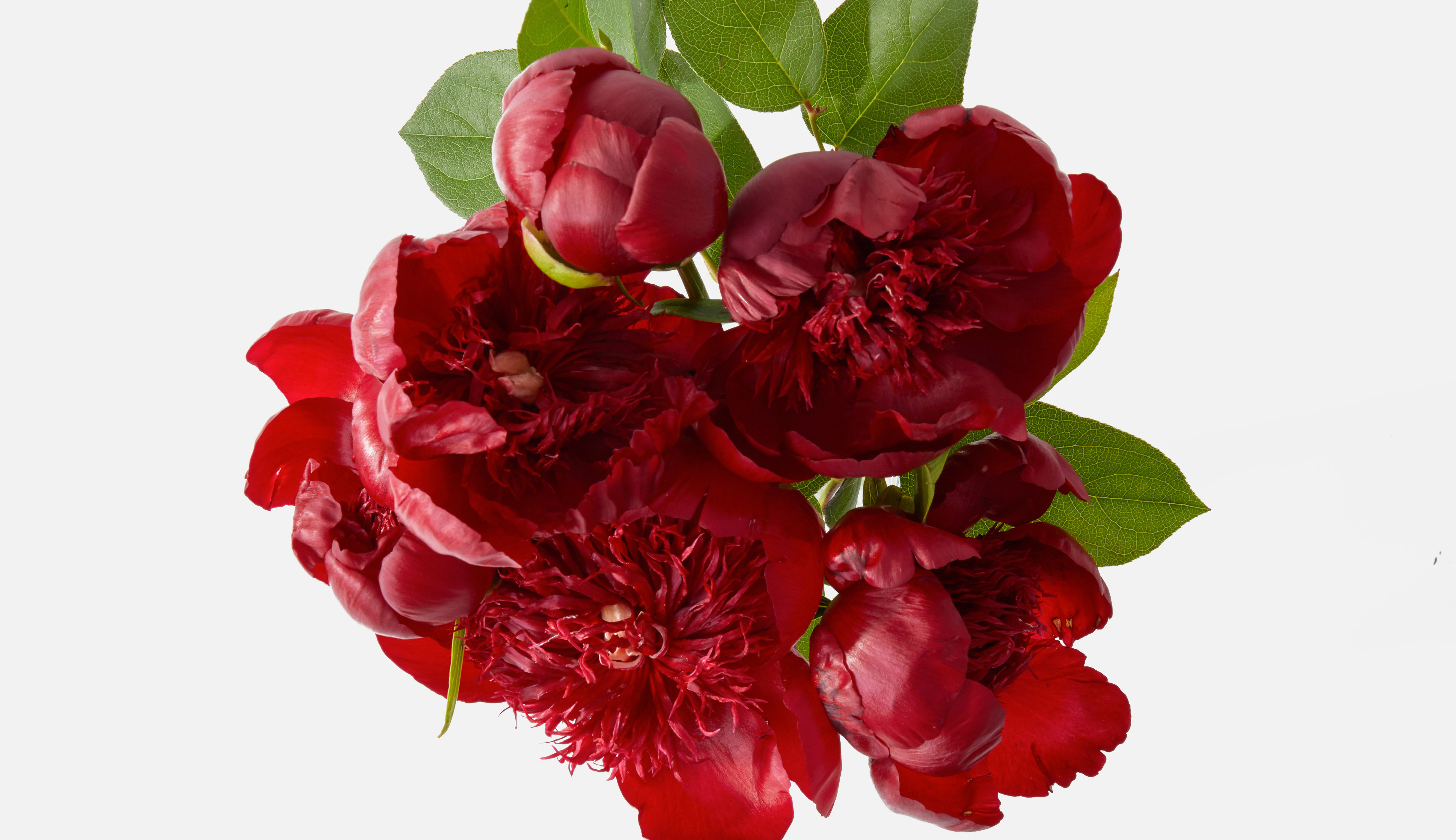 Overhead shot of red peony bouquet.