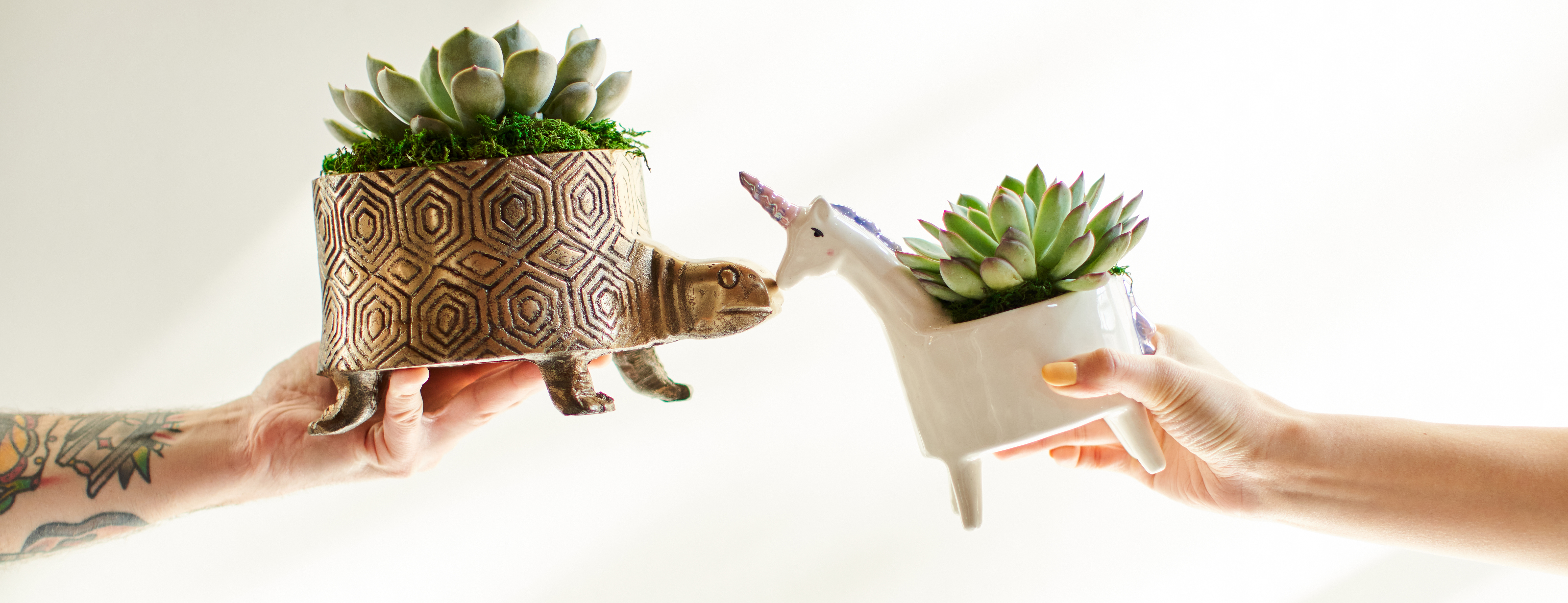 Hands holding two succulents in animal planters